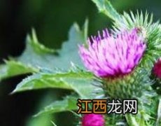 牛口刺的作用与功效 本草 牛口刺的作用与功效