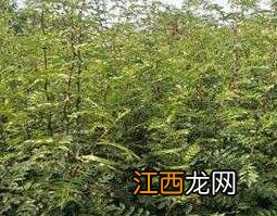 国槐树枝的功效与作用 国槐树枝的功效与作用_国槐树枝的副作用与禁忌