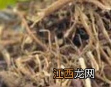 马兰根的功效与作用及禁忌 马兰根的功效与作用