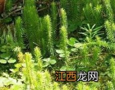 石松草的功效与作用 石松草的功效与作用图片