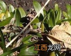 独叶岩珠的功效和作用 独叶岩珠的功效作用禁忌用法用量所含成份及药理