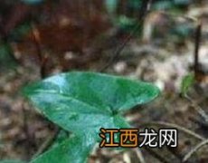 野生蛇莲的功效与作用