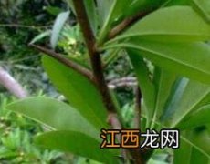 穿破石的功效与作用是什么 穿破石的功效与作用有哪些