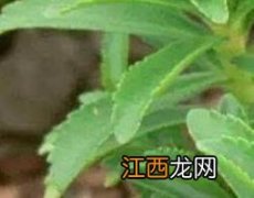 土三七的功效与作用及食用方法 土三七的功效与作用