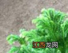 岩柏草的功效与作用 岩柏草的功效与作用图片