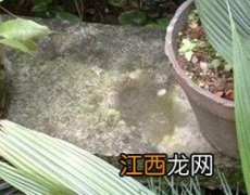 小叶野棕的功效与作用及禁忌 小叶野棕的功效与作用