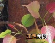 菩提叶的功效与作用 菩提叶的功效与作用图片