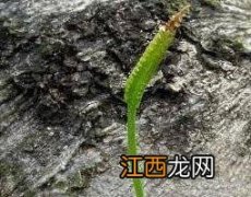 蛇须草的功效与作用 蛇草的作用和功效