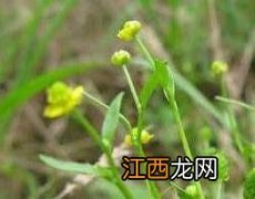 石龙芮的功效与作用 石龙芮的功效与作用及禁忌视频