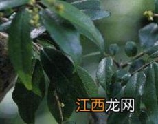 雀梅刺的药用功效 雀梅刺的功效和作用