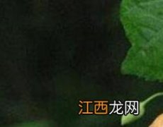 雪胆泡水有什么功效和作用 雪胆泡水有什么功效