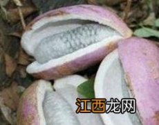 预知子的功效与作用 预知子的功效与作用图片