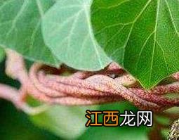 红藤山乌龟的功效与作用 山乌龟的功效与作用