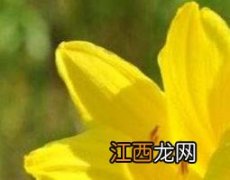 山黄花的功效与作用 山黄花的功效与作用