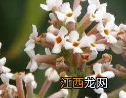 密蒙花水的功效与作用 密蒙花煮水的功效