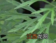 益母草的功效与作用及药用价值 益母草的作用及功效与作用