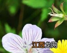 老鹳草的功效与作用及禁忌的功效与作用 老鹳草的功效与作用