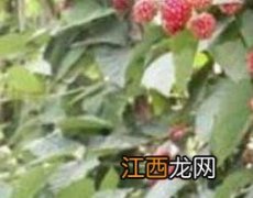 三月泡根的功效与作用三月泡图片茶耳朵 三月泡根的功效与作用