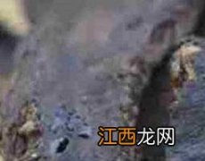 熟地黄和生地黄的区别 熟地黄和生地黄有什么区别