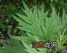 牛尾蒿的功效与作用 牛尾蒿的功效与作用多少钱