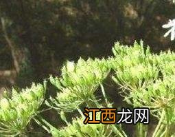 牛尾独活百科 牛尾独活的功效与作用