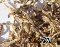 中药蚯蚓的作用与功效 中药蚯蚓的作用与功效禁忌