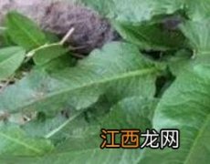 土大黄的功效与作用 土大黄的功效与作用点