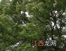 樟木茎泡酒有什么功效和禁忌 樟木茎泡酒有什么功效