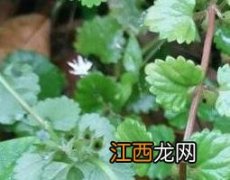 赖子草的功效与作用 赖子草的功效和作用