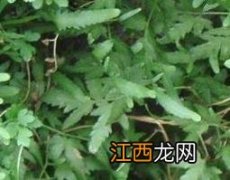 五皮风的功效与作用图片 五皮风的功效与作用