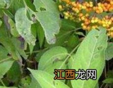 排风藤的功效与作用 排风藤的功效与作用治什么病