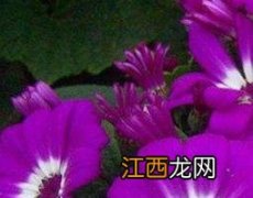 瓜叶菊怎么繁殖种子 瓜叶菊怎么繁殖