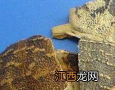 鳖甲的功效与作用