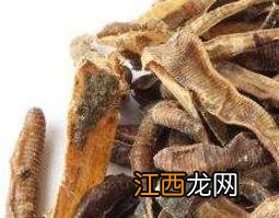 蚯蚓的药用功效与作用 蚯蚓的药用功效与作用中药