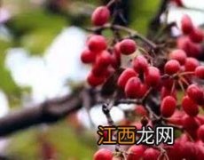 山茱萸的功效与作用吃法 山茱萸的功效与作用