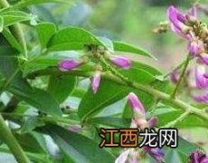 岩豆藤的作用与功效 岩豆藤的作用与功效图片