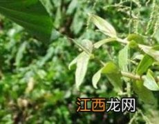 岩珠泡酒能有什么功效 岩连泡酒的功效与作用