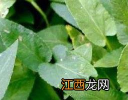 犁头草的功效与作用及药用价值 犁头草的作用与功效与作用