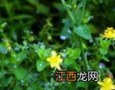 地耳草的功效与作用 地耳草的功效与作用点