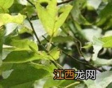 岩马桑的功效与作用 岩马桑的功效与作用及副作用