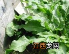 牛西西的功效与作用 牛西西的功效与作用及禁忌