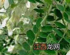 白刺花的功效与作用 白刺花的功效与作用