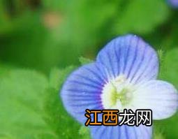 波斯婆婆纳的功效与作用 婆婆纳的功效与作用