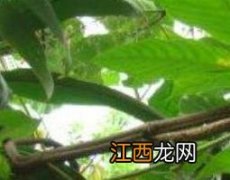 扁担藤的功效与作用视频 扁担藤的功效与作用