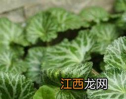 虎耳草的功效与作用 虎耳草的功效与作用怎么服用