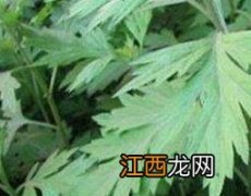 艾叶草与艾草的区别 艾叶草与艾草的区别是什么