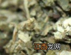 艾叶草的功效与作用图片 艾叶草的功效与作用