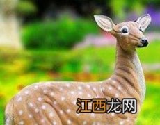 鹿血片有什么功效与作用及禁忌 鹿血片有什么功效与作用