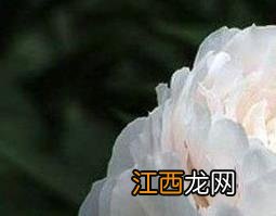 白芍泡水喝有什么功效 葛根和白芍泡水喝有什么功效