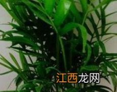 叶黄素的功效与作用及禁忌 叶黄素的功效与作用